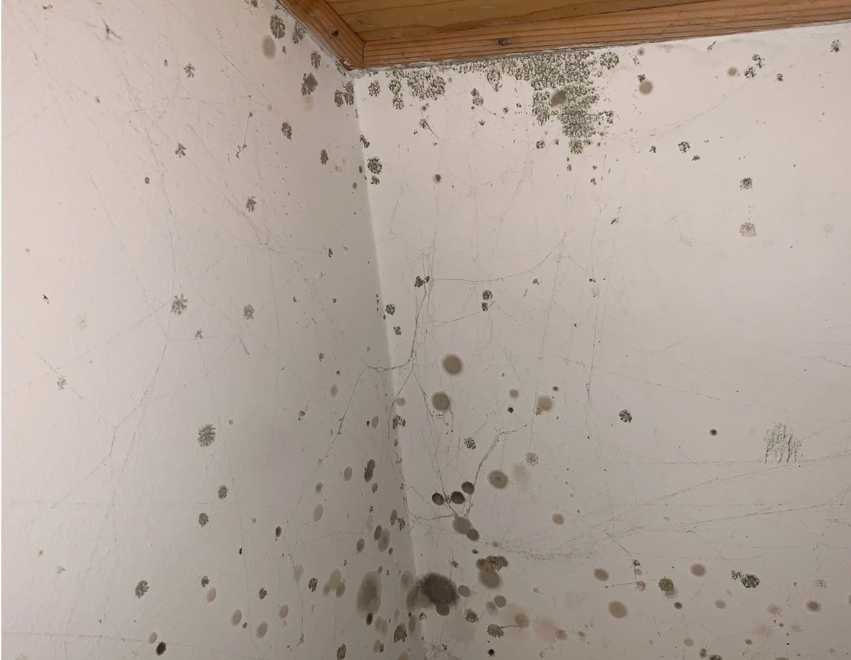 visible black mold on the wall of a home