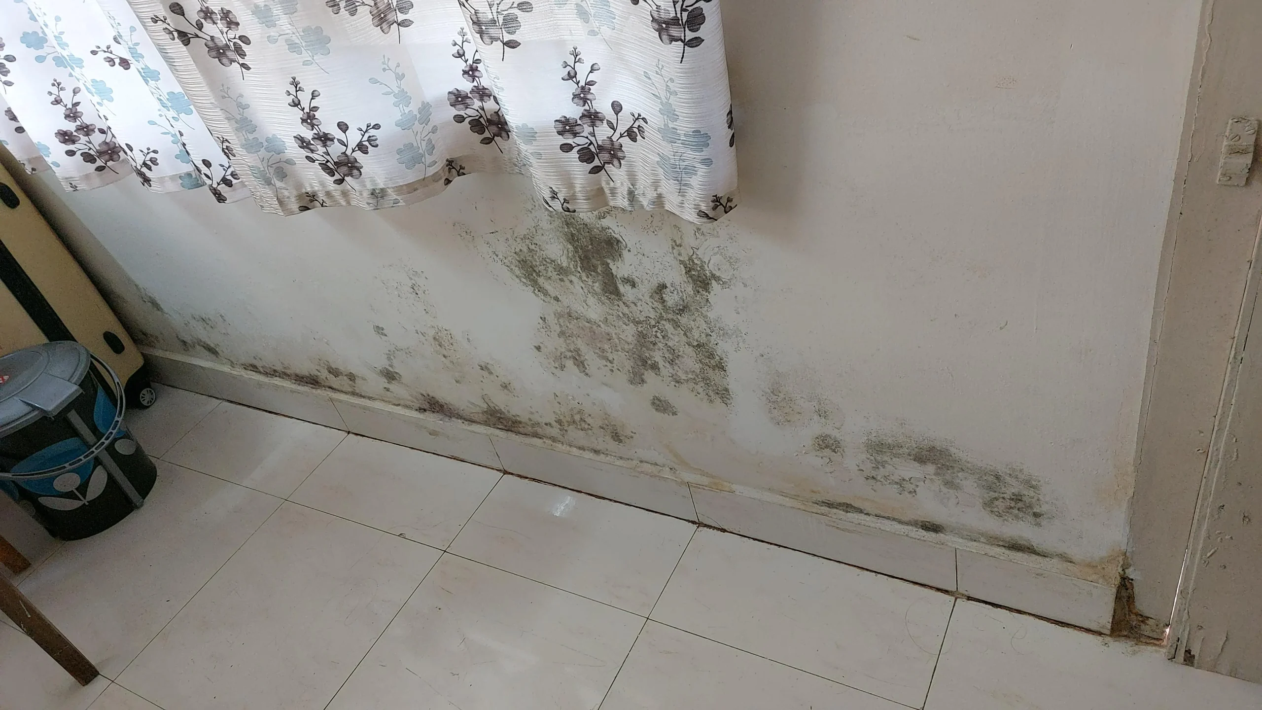 A white wall with severe mold growth along the lower portion, spreading from the floor upward.