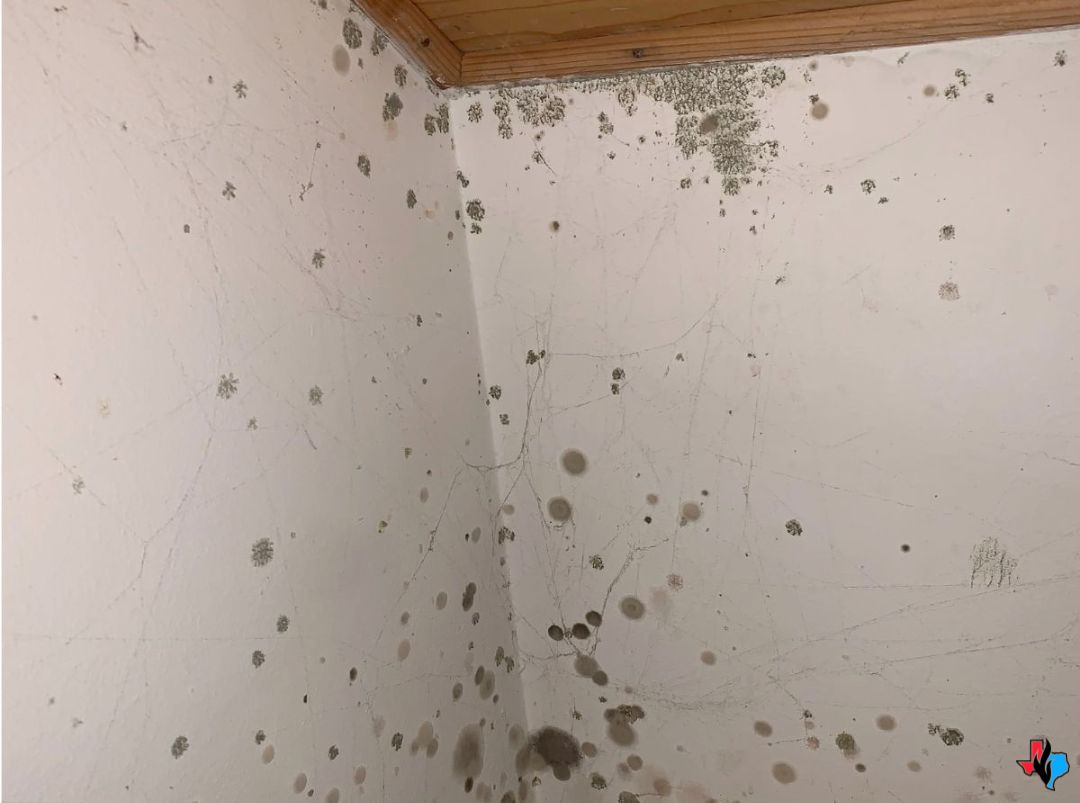 A wall covered in visible mold growth requiring mold remediation in The Woodlands, TX. Black and brown mold spots are scattered across the drywall surface, posing health and structural risks.