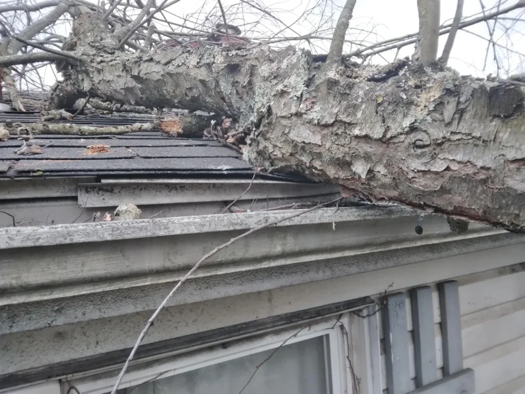 Large tree fallen on a house roof, causing visible structural damage to the shingles and gutter.